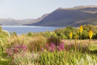 View of Little Loch Broom viewed from Kniphofia Rich 'Echoes' and dieramas