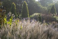 Calamagrostis brachytricha catching the morning light in late summer, Thuja occidentalis 'Barabit's Gold' beyond - Summer Garden, The Bressingham Gardens, Norfolk - September