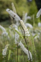 Actaea simplex 'Scimitar' with pollinators - September