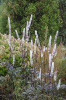 Actaea simplex 'Brunette' - September, Foggy Bottom, The Bressingham Gardens, Norfolk