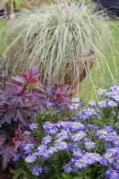 Physocarpus opulifolius 'Little Angel' with Symphyotrichum laeve 'Bressingham Blue Cushion', Carex comans 'Frosted Curls' in background. Late summer - September