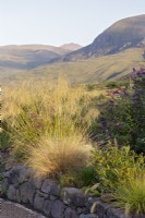 View of An Teallach from Stipa gigantea, dieramas and buddleja