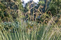 View through Molinia caerulea subsp. arundinacea 'Windspiel' - The Bressingham Gardens, Norfolk - September
