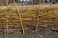 Fence barrier on an allotment made from waste willow (salix) branches and twigs after pollarding