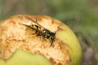 Vespula vulgaris - Wasp eating windfall apple