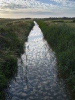 Phragmites australis - common reed on bank of drainage dyke on Norfolk grazing marshes under mackerel sky
