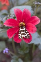 Arctia caja - Garden Tiger Moth on Dahlia flower 'Bishops Children'