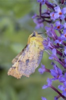 Ennomos alniaria - Canary-shouldered Thorn moth on buddlia flowers