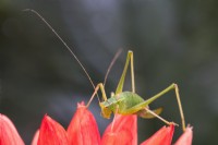 Leptophyes punctatissima - Speckled bush-cricket on dahlia petals