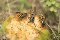 Vespula vulgaris - Wasps eating windfall apple