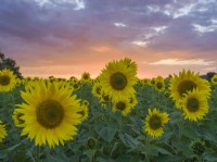 Helianthus annuus - Sunflowers at sunset