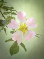 Rosa canina - Wild Dog Rose with textured background
