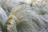 Stipa Tenuissima - Mexican feather grass