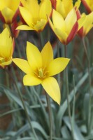 Tulipa clusiana var. chrysantha 'Tubergen's Gem' - Tulip