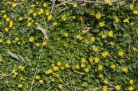 Ficaria verna - Lesser celandine or pilewort.
