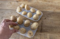 Solanum tuberosum 'Camillo' placed in plastic refrigerator egg trays for chitting. 