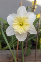 Narcissus 'Ice follies' large cupped daffodil 