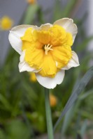 Narcissus 'Orangery' split cupped collar daffodil 