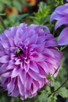 Dahlia 'Vassio Meggos' with Bumble Bee, September 