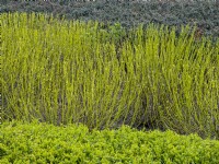 Sericea Flaviramea Golden Twig Dogwood 