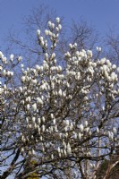 Magnolia 'Denudata' set against a blue sky