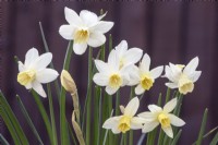 Narcissus 'Sailboat' Daffodil 'Sailboat'