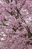 Prunus 'Accolade' Pink flowering cherry 
