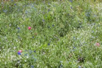 Blue Plumbago - Leadwort, white Silene - Campion, dark blue Centaurea - Knapweed in meadow in autumn - October