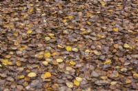 Betula papyrifera - Paper Birch tree leaves fallen on the ground in autumn - October