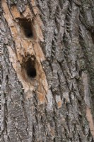 Deciduous tree trunk with holes made by woodpecker in search of insects, Quebec, Canada - October