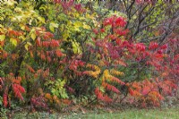 Rhus typhina - Velvet Sumac shrubs in autumn, Quebec, Canada - October