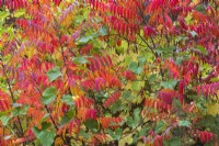 Rhus typhina - Velvet Sumac shrubs in autumn - October