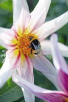 Dahlia 'Honka Fragile' with Bumble bee, September