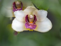Bifrenaria harrisoniae flower