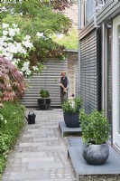 Cornus florida, Acer palmatum, Minze Mentha, herbage, Woman walking along paved path near house in a modern garden 
