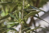 olea europea, portrait olive
