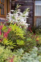 White lilies  and  phygelius etc by house