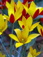 Tulipa clusiana var chrysantha