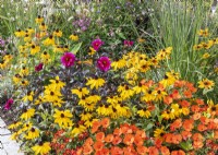 Rudbeckia hirta Marmalade, Colorful bed with annuals, summer August