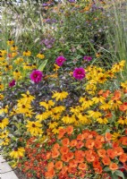 Rudbeckia hirta Marmalade, Colorful bed with annuals, summer August