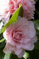 Camellia japonica 'Carter's Sunburst'