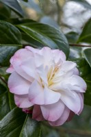 Camellia japonica 'China Doll'