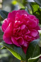 Camellia 'Anticipation'