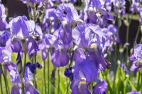 Iris x germanica, summer June