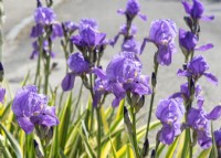 Iris pallida Aureo Variegata, summer June