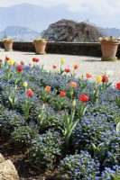A bed of forget-me-nots punctuated by yellow and red tulips at the Villa Carlotta on the shore of Lake Como, Italy in spring