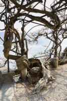 An old wisteria with a hollow trunk on the edge of Lake Como in March