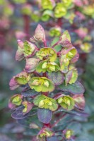 Euphorbia 'Efanthia' flowering in Spring - March