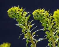 Euphorbia characias 'Black Pearl' leaves and flowers in Spring 