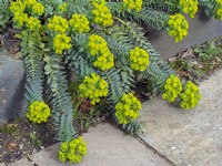 Euphorbia myrsinites- Myrtle spurge in Spring